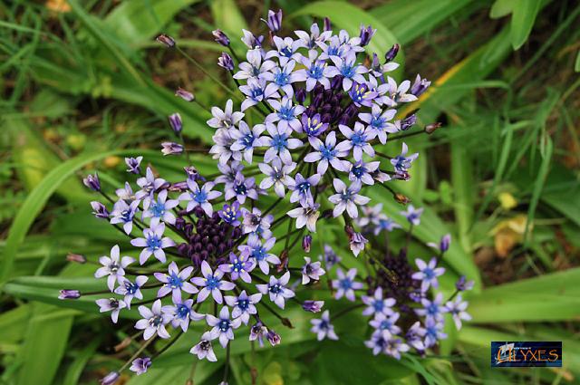 scilla peruviana.JPG